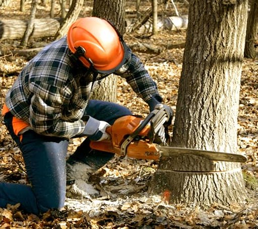 Tree Removal in Alex, OK